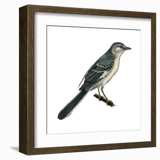 Northern Mockingbird (Mimus Polyglottos), Birds-Encyclopaedia Britannica-Framed Art Print