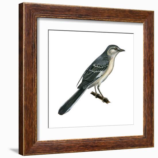 Northern Mockingbird (Mimus Polyglottos), Birds-Encyclopaedia Britannica-Framed Art Print