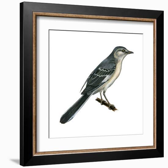 Northern Mockingbird (Mimus Polyglottos), Birds-Encyclopaedia Britannica-Framed Art Print