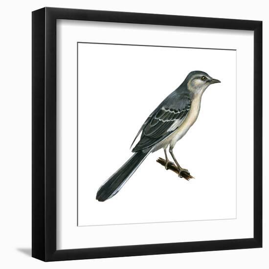 Northern Mockingbird (Mimus Polyglottos), Birds-Encyclopaedia Britannica-Framed Art Print