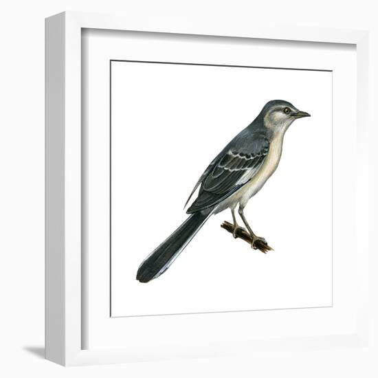 Northern Mockingbird (Mimus Polyglottos), Birds-Encyclopaedia Britannica-Framed Art Print