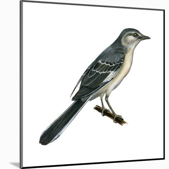 Northern Mockingbird (Mimus Polyglottos), Birds-Encyclopaedia Britannica-Mounted Art Print