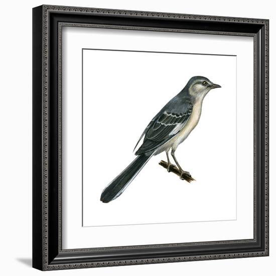 Northern Mockingbird (Mimus Polyglottos), Birds-Encyclopaedia Britannica-Framed Art Print