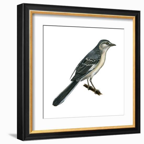 Northern Mockingbird (Mimus Polyglottos), Birds-Encyclopaedia Britannica-Framed Art Print