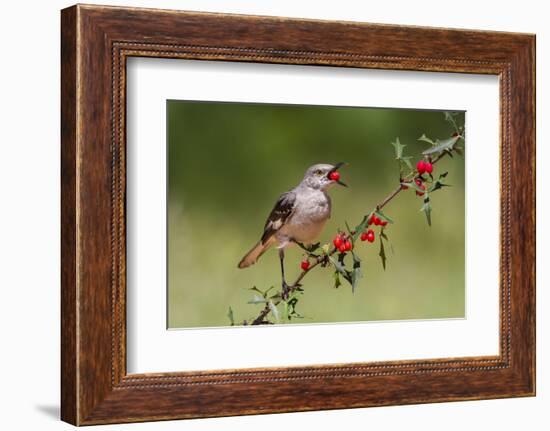 Northern Mockingbird (Mimus polyglottos) eating agarita fruits-Larry Ditto-Framed Photographic Print