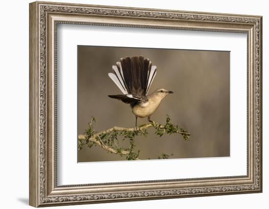 Northern Mockingbird (Mimus polyglottos) perched-Larry Ditto-Framed Photographic Print