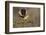 Northern Mockingbird (Mimus polyglottos) perched-Larry Ditto-Framed Photographic Print