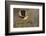 Northern Mockingbird (Mimus polyglottos) perched-Larry Ditto-Framed Photographic Print