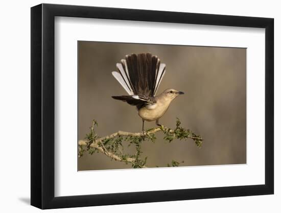 Northern Mockingbird (Mimus polyglottos) perched-Larry Ditto-Framed Photographic Print