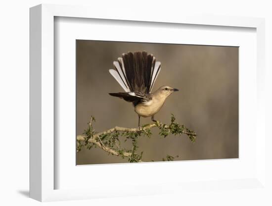 Northern Mockingbird (Mimus polyglottos) perched-Larry Ditto-Framed Photographic Print