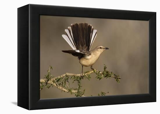 Northern Mockingbird (Mimus polyglottos) perched-Larry Ditto-Framed Premier Image Canvas