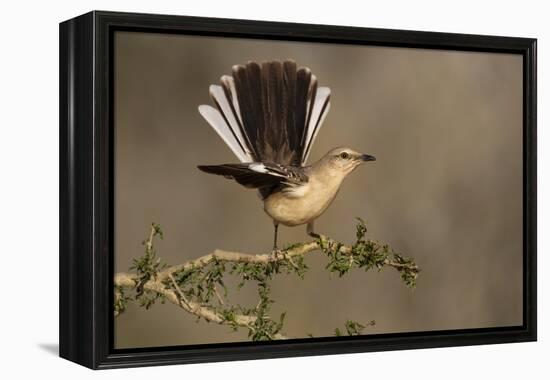 Northern Mockingbird (Mimus polyglottos) perched-Larry Ditto-Framed Premier Image Canvas