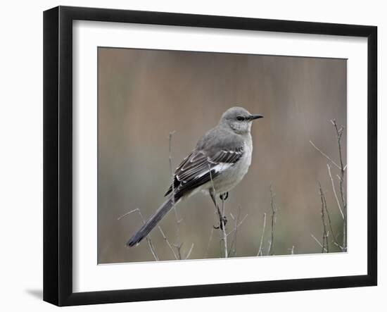 Northern Mockingbird (Mimus Polyglottos), San Jacinto Wildlife Area, California, USA-null-Framed Photographic Print