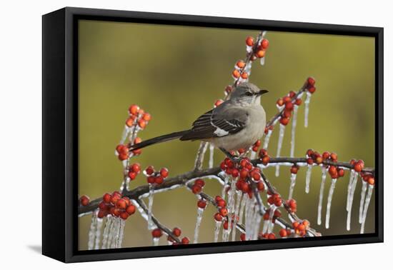 Northern Mockingbird perched on icy Possum Haw Holly, Hill Country, Texas, USA-Rolf Nussbaumer-Framed Premier Image Canvas