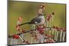 Northern Mockingbird perched on icy Possum Haw Holly, Hill Country, Texas, USA-Rolf Nussbaumer-Mounted Photographic Print
