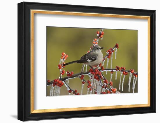 Northern Mockingbird perched on icy Possum Haw Holly, Hill Country, Texas, USA-Rolf Nussbaumer-Framed Photographic Print