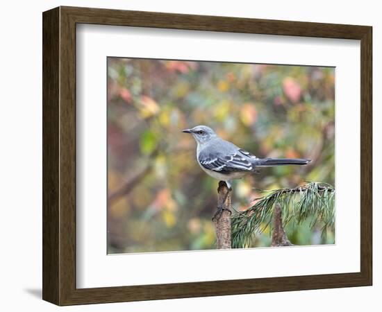 Northern Mockingbird-Gary Carter-Framed Photographic Print