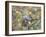 Northern Mockingbird-Gary Carter-Framed Photographic Print