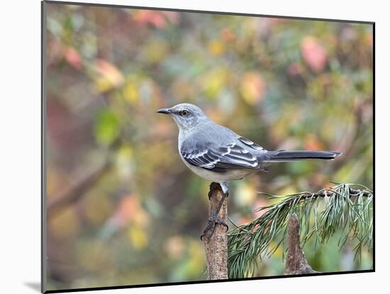 Northern Mockingbird-Gary Carter-Mounted Photographic Print