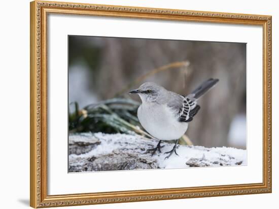 Northern Mockingbird-Gary Carter-Framed Photographic Print