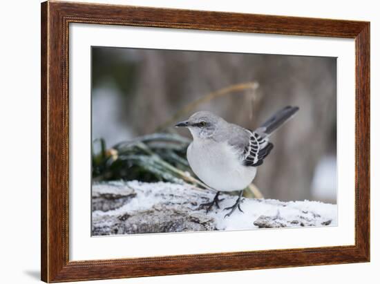 Northern Mockingbird-Gary Carter-Framed Photographic Print