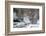 Northern Mockingbird-Gary Carter-Framed Photographic Print