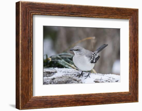 Northern Mockingbird-Gary Carter-Framed Photographic Print