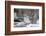 Northern Mockingbird-Gary Carter-Framed Photographic Print