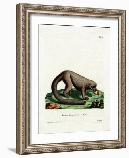 Northern Olingo-null-Framed Giclee Print