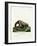 Northern Olingo-null-Framed Giclee Print