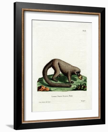 Northern Olingo-null-Framed Giclee Print