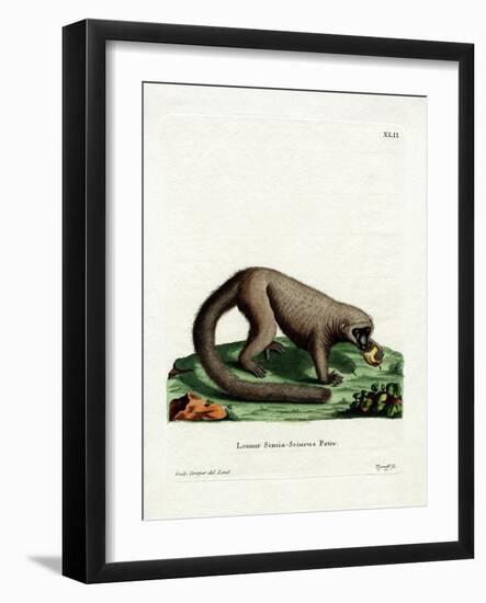 Northern Olingo-null-Framed Giclee Print