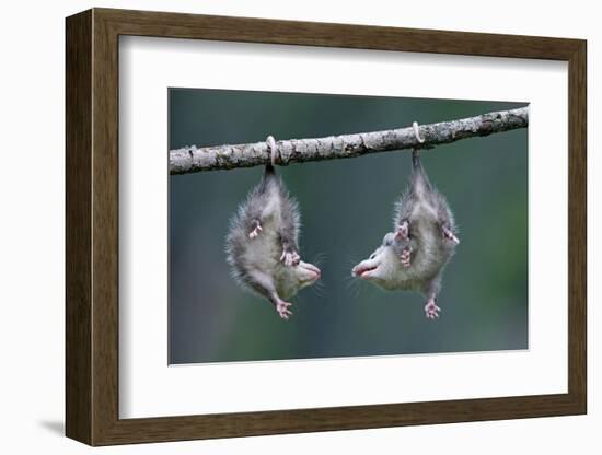 Northern Opossum, Didelphis Virginiana, Pups, Prehensile Tail, Branch, Hanging-Ronald Wittek-Framed Photographic Print