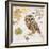 Northern Owl-Chad Barrett-Framed Art Print