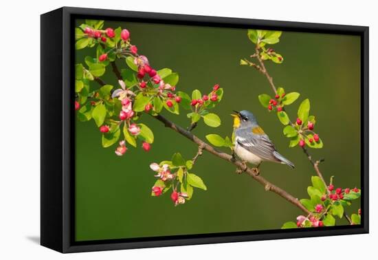 Northern parula male singing from  flowering crabapple tree-Marie Read-Framed Premier Image Canvas