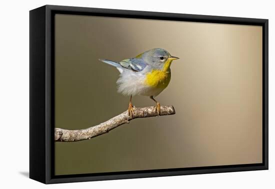Northern Parula (Parula americana) perched-Larry Ditto-Framed Premier Image Canvas