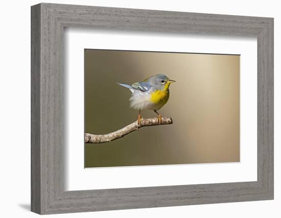 Northern Parula (Parula americana) perched-Larry Ditto-Framed Photographic Print