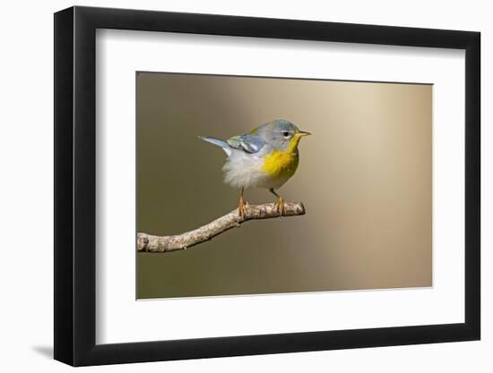 Northern Parula (Parula americana) perched-Larry Ditto-Framed Photographic Print