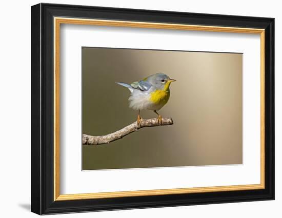 Northern Parula (Parula americana) perched-Larry Ditto-Framed Photographic Print