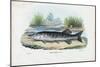 Northern Pike, 1863-79-Raimundo Petraroja-Mounted Giclee Print