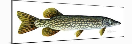 Northern Pike-Tim Knepp-Mounted Giclee Print