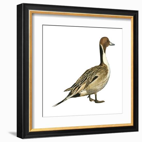 Northern Pintail (Anas Acuta), Duck, Birds-Encyclopaedia Britannica-Framed Art Print