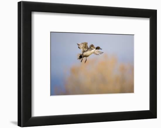 Northern Pintail (Anas acuta) duck landing-Larry Ditto-Framed Photographic Print