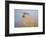Northern Pintail (Anas acuta) duck landing-Larry Ditto-Framed Photographic Print