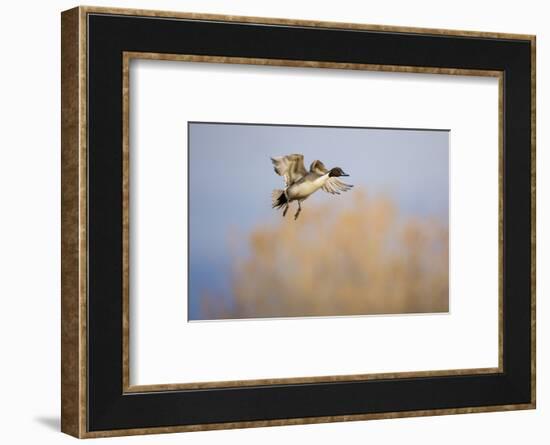 Northern Pintail (Anas acuta) duck landing-Larry Ditto-Framed Photographic Print