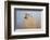 Northern Pintail (Anas acuta) duck landing-Larry Ditto-Framed Photographic Print