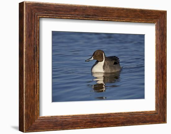 Northern Pintail (Anas Acuta) Male Swimming-James Hager-Framed Photographic Print