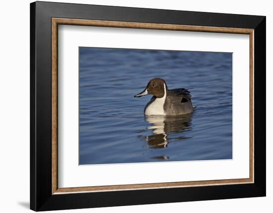 Northern Pintail (Anas Acuta) Male Swimming-James Hager-Framed Photographic Print