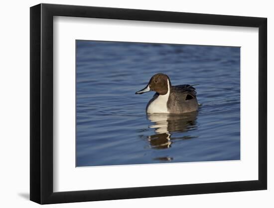 Northern Pintail (Anas Acuta) Male Swimming-James Hager-Framed Photographic Print