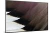 Northern Pintail Drake Wings fanned out.-Darrell Gulin-Mounted Photographic Print